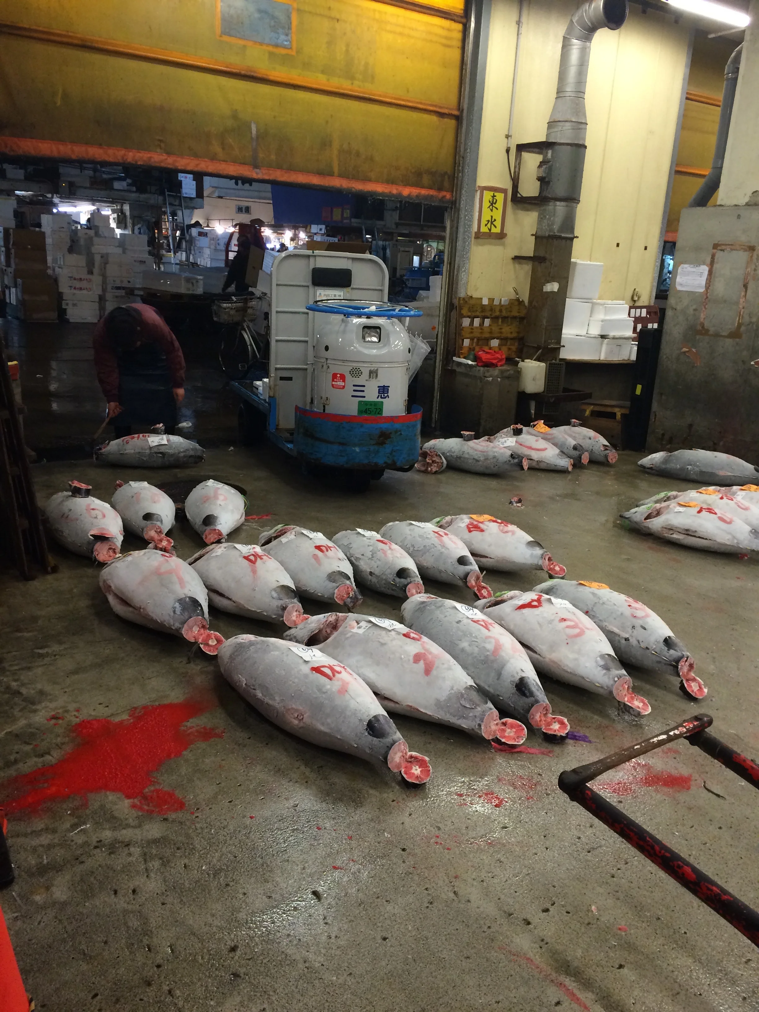 Tsusiki tuna auction (don't worry, those bright red blotches are not blood)
