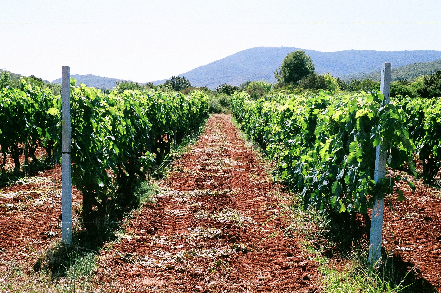 grapevines near Roki Winery