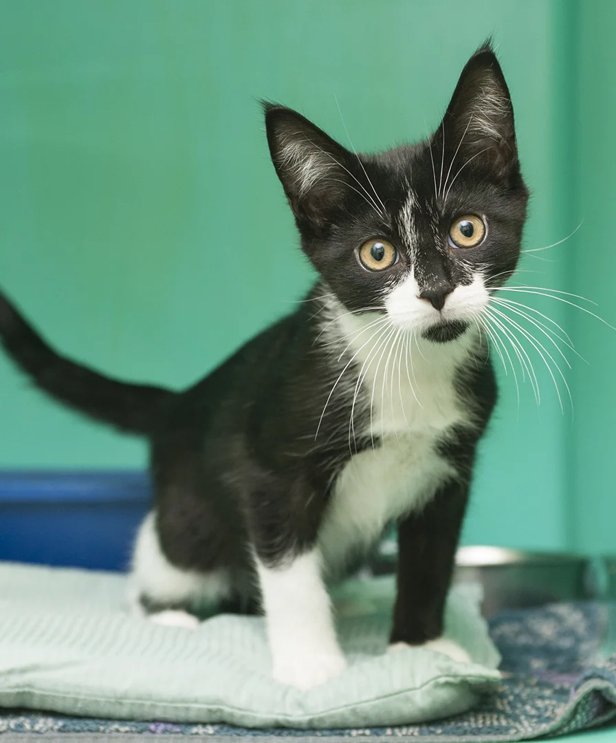 tux kitten_1.jpg