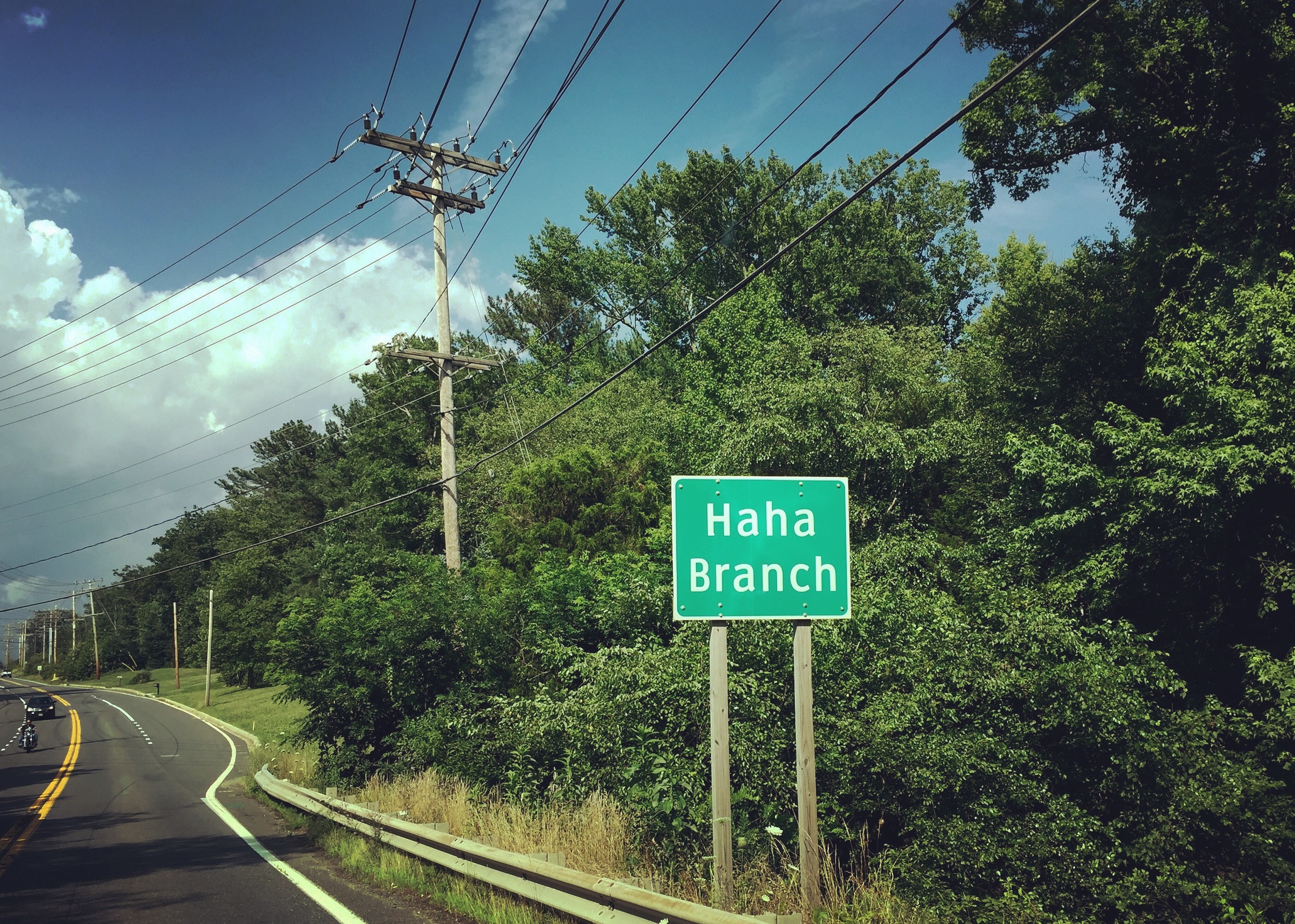 The branch said something funny.