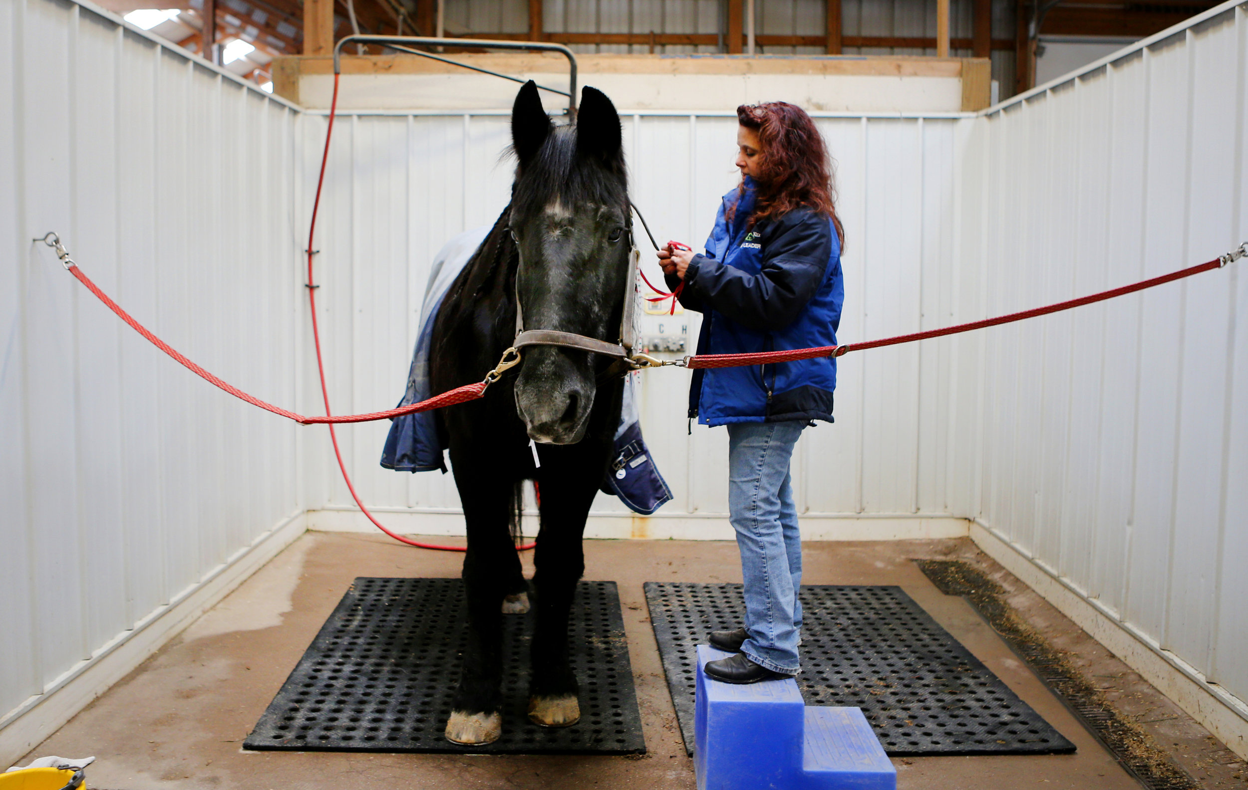 Roni DeCrescentis, a volunteer at EquiKids, braids Sadie's mane one last time, Tuesday, Dec. 20, 2016 in Virginia Beach.