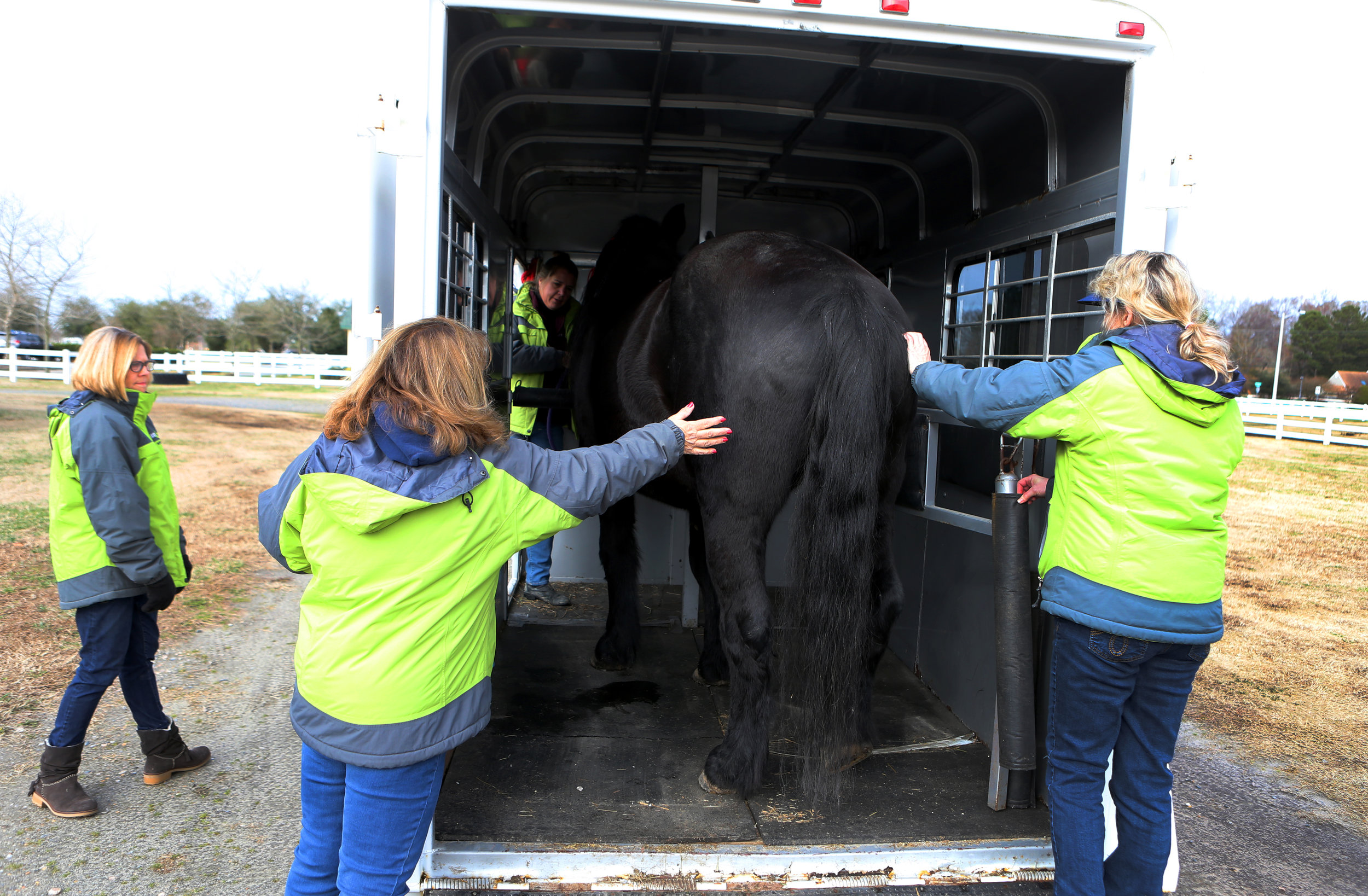 EquiKids staff members load "Sadie" onto the trailer that will transport her to her new home, Tuesday, Dec. 20, 2016 in Virginia Beach.