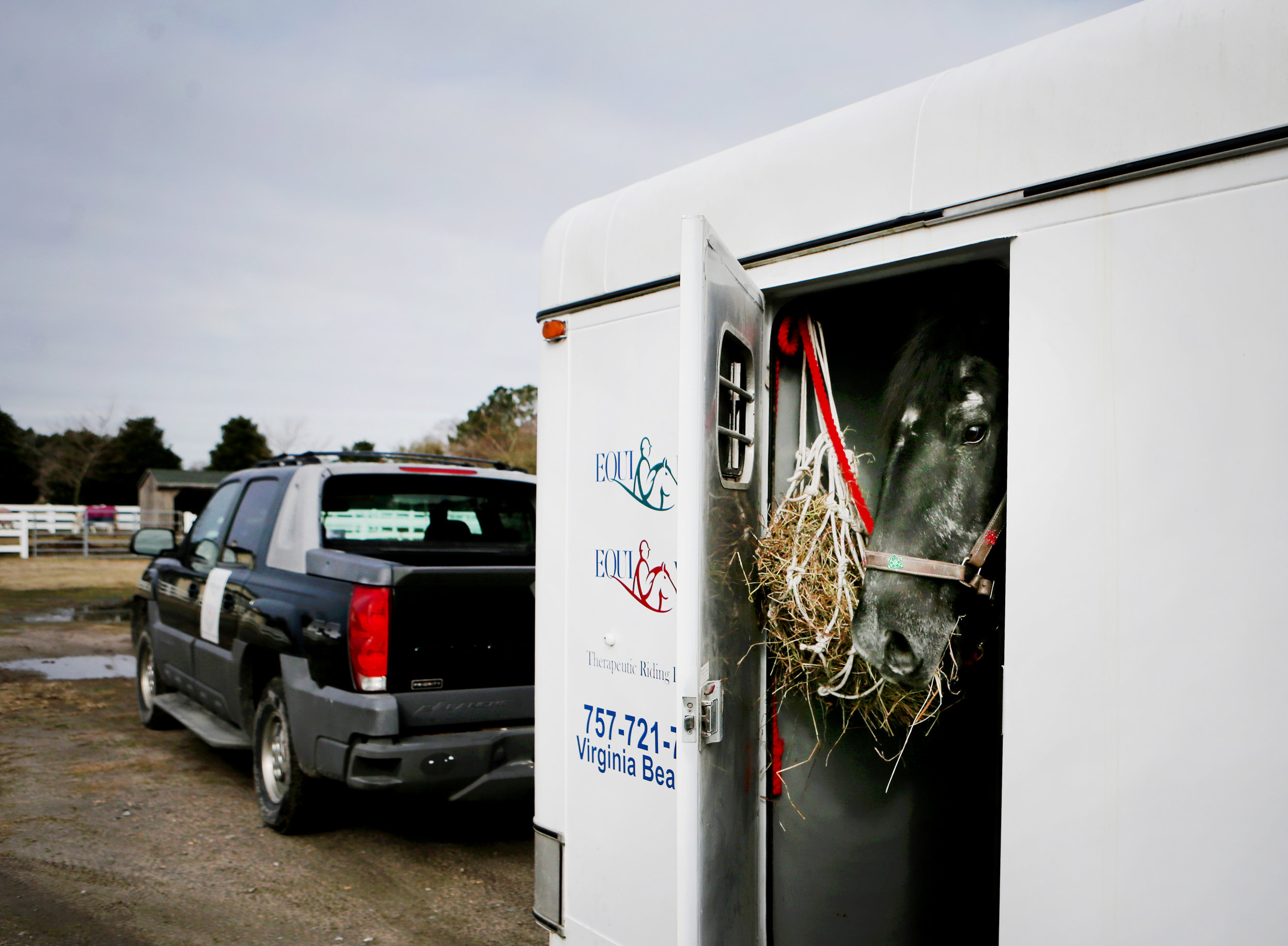 "Sadie" helps herself to hay after being loaded onto the trailer that will transport her to her new home, Tuesday, Dec. 20, 2016 in Virginia Beach. 