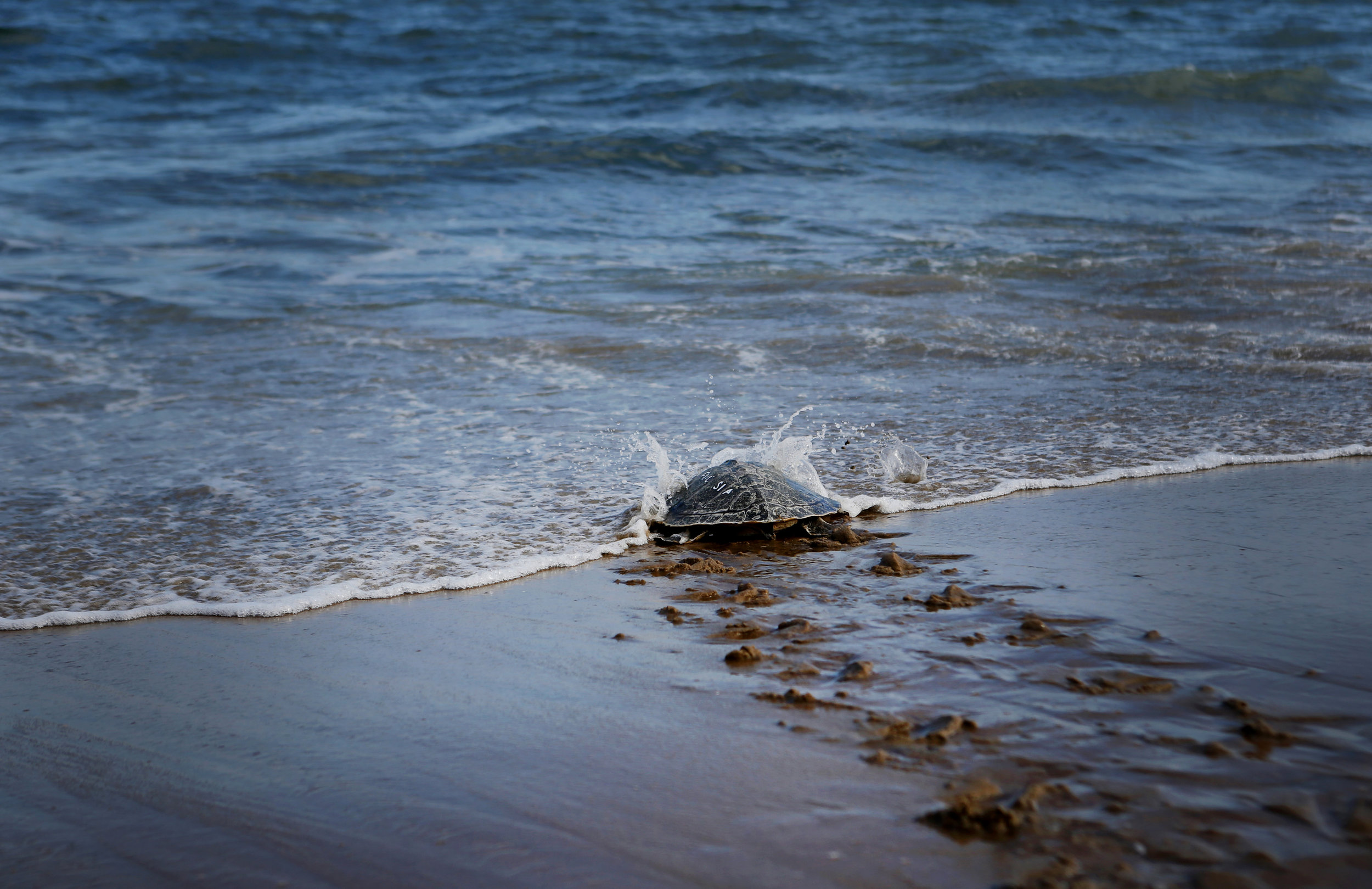 Indigo, a juvenile Kemp’s ridley sea turtle, was hooked by a recreational angler at Lynnhaven Pier on October 14, 2017, makes its way back into the ocean after being rehabilitated by the Virginia Aquarium Stranding Response Team, Saturday, Oct. 28, 2017 in Virginia Beach.
