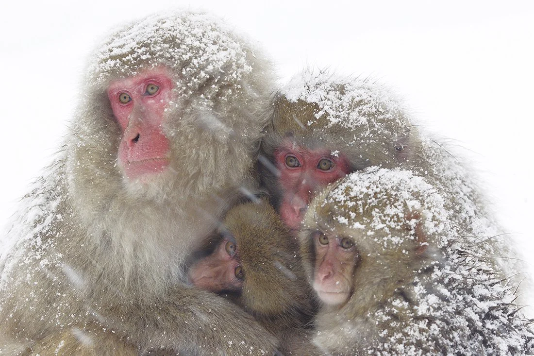 Snow monkeys huddling together to keep warm in the snow Jigokudani Snow Monkey Park  Nagano Japan