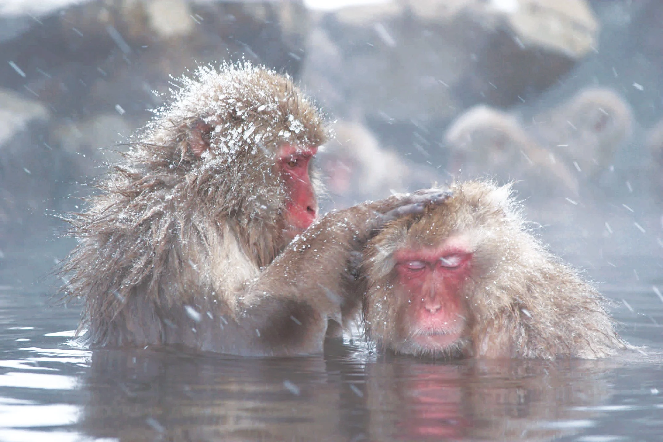 Snow Monkeys in Jigokudani, Nagano prefecture, bonding with eachother