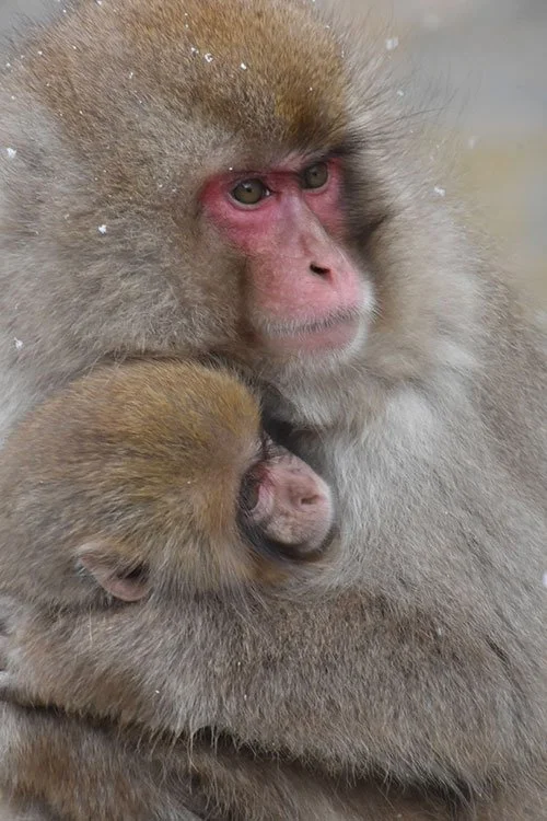 Snow Monkeys in Jigokudani, Nagano prefecture, bonding with eachother