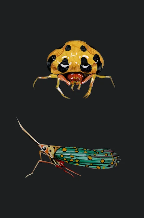 illustration detail