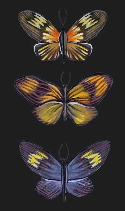illustration detail