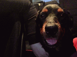 IMG_0016-MOTION.gif