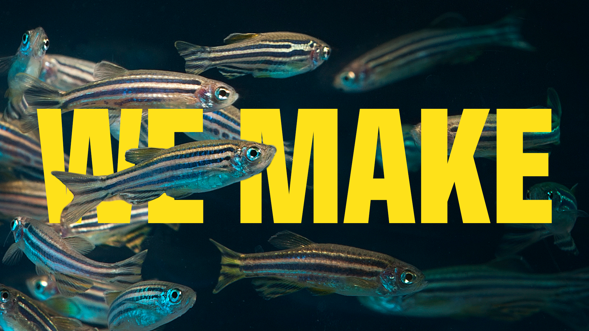 We Make Zebrafish.png