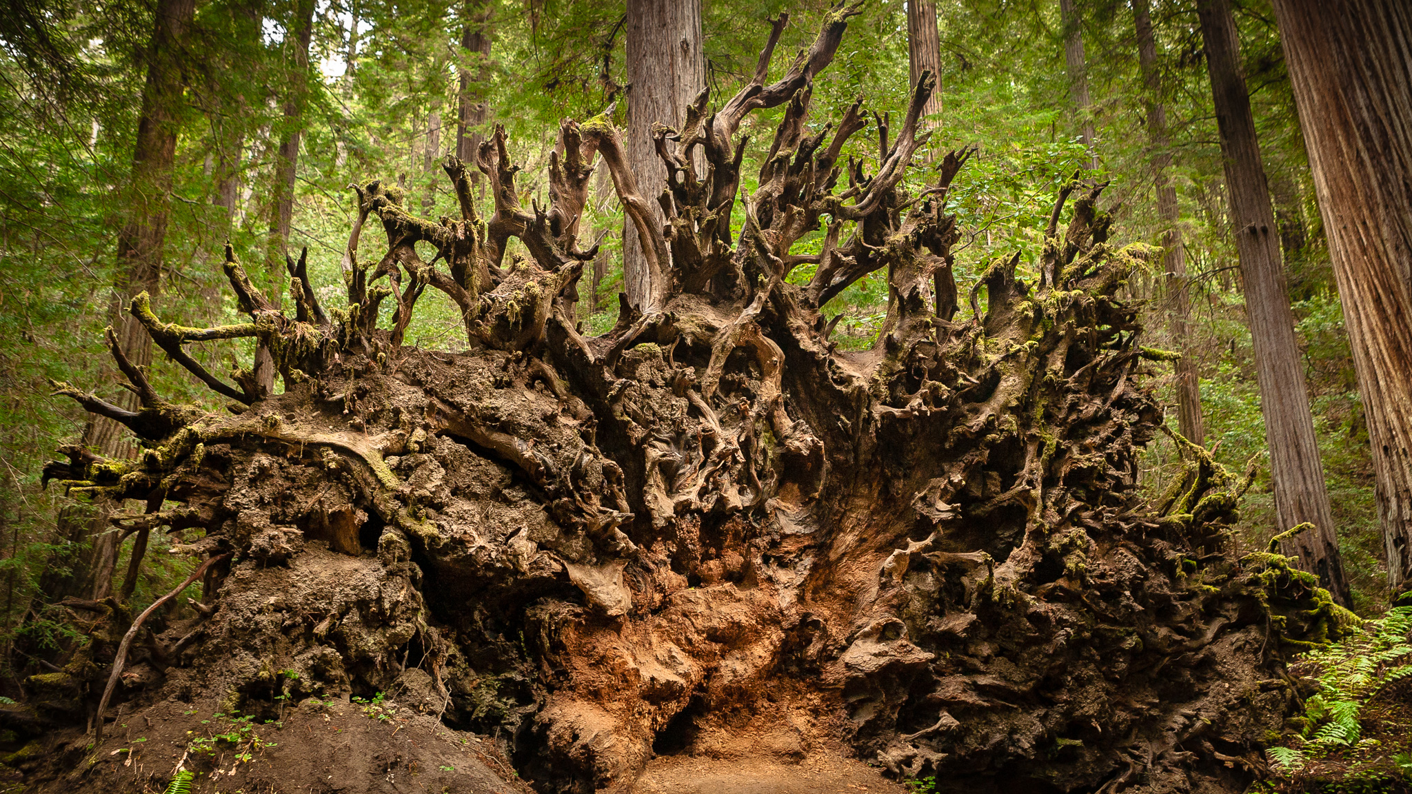 Dramatic Root Structure of a Fallen Redwood