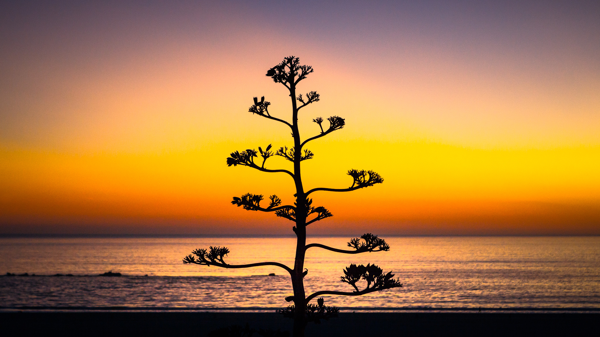 Agave In Bloom At Twilight, Palisades Park, Santa Monica