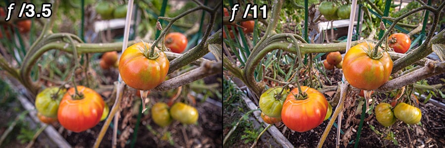 Two images I captured in a community garden, one at f/3.5 and the other at f/11, as I was experimenting with how much depth of field I wanted.