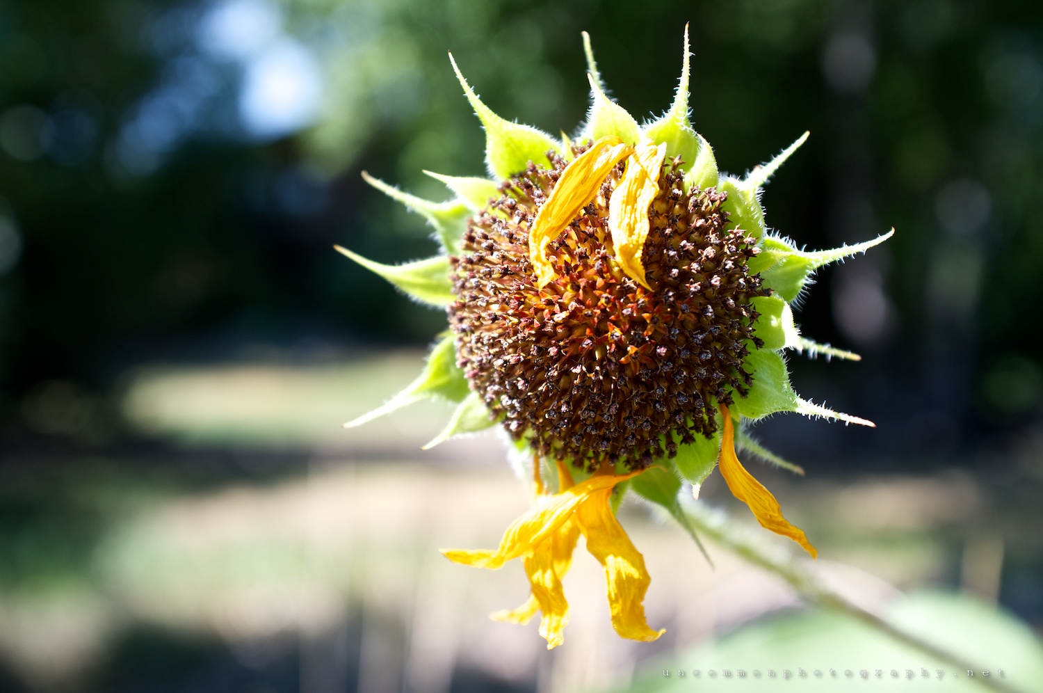 Wilting Flowers