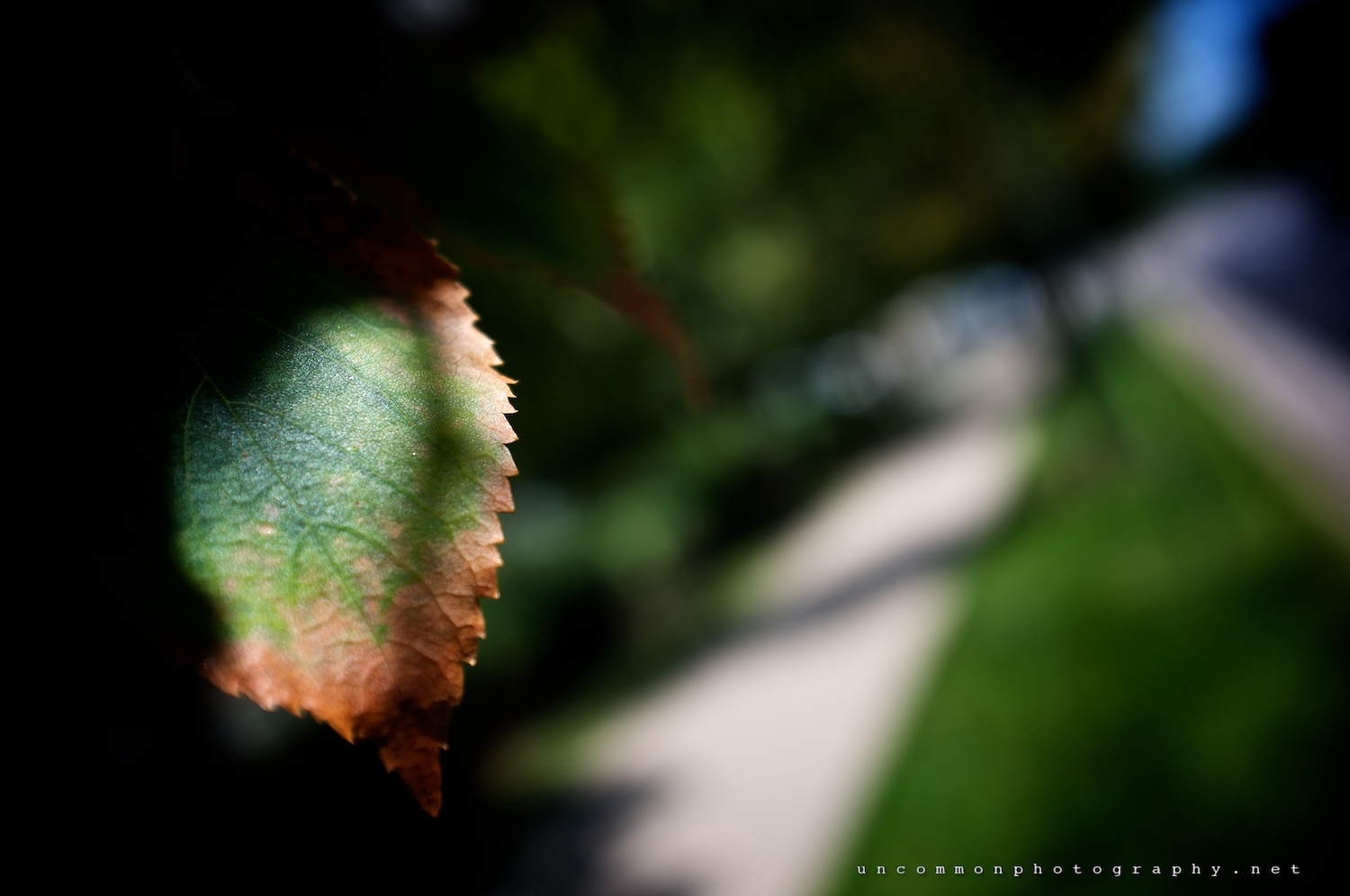 Changing Leaves