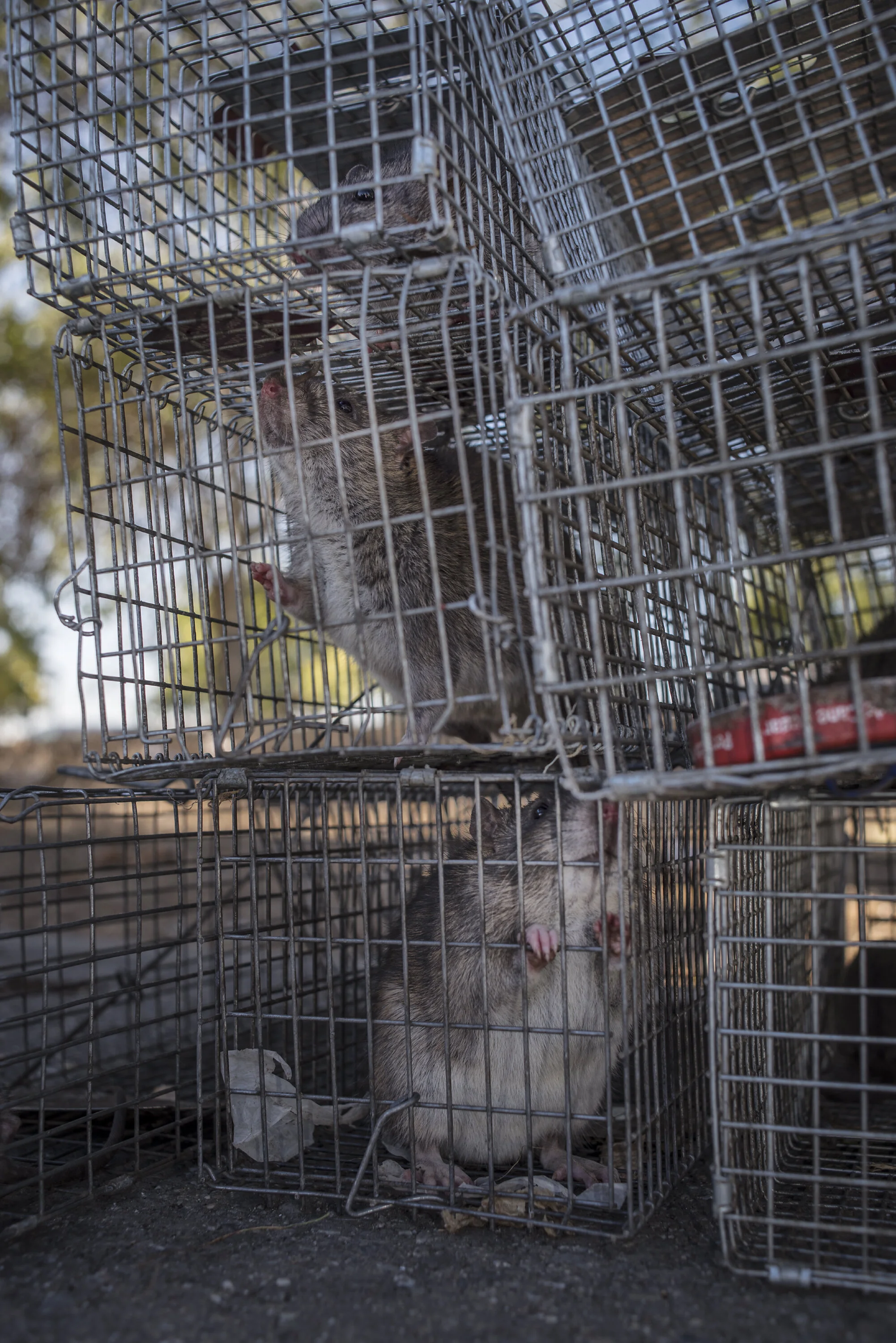 Rats from the Oakland Union Point homeless camp are trapped by the Alameda County Vector Control Disease Study team.  Rats are a huge problem for the unsheltered population - carrying  ticks, fleas, rabies and other diseases while stealing food, bit
