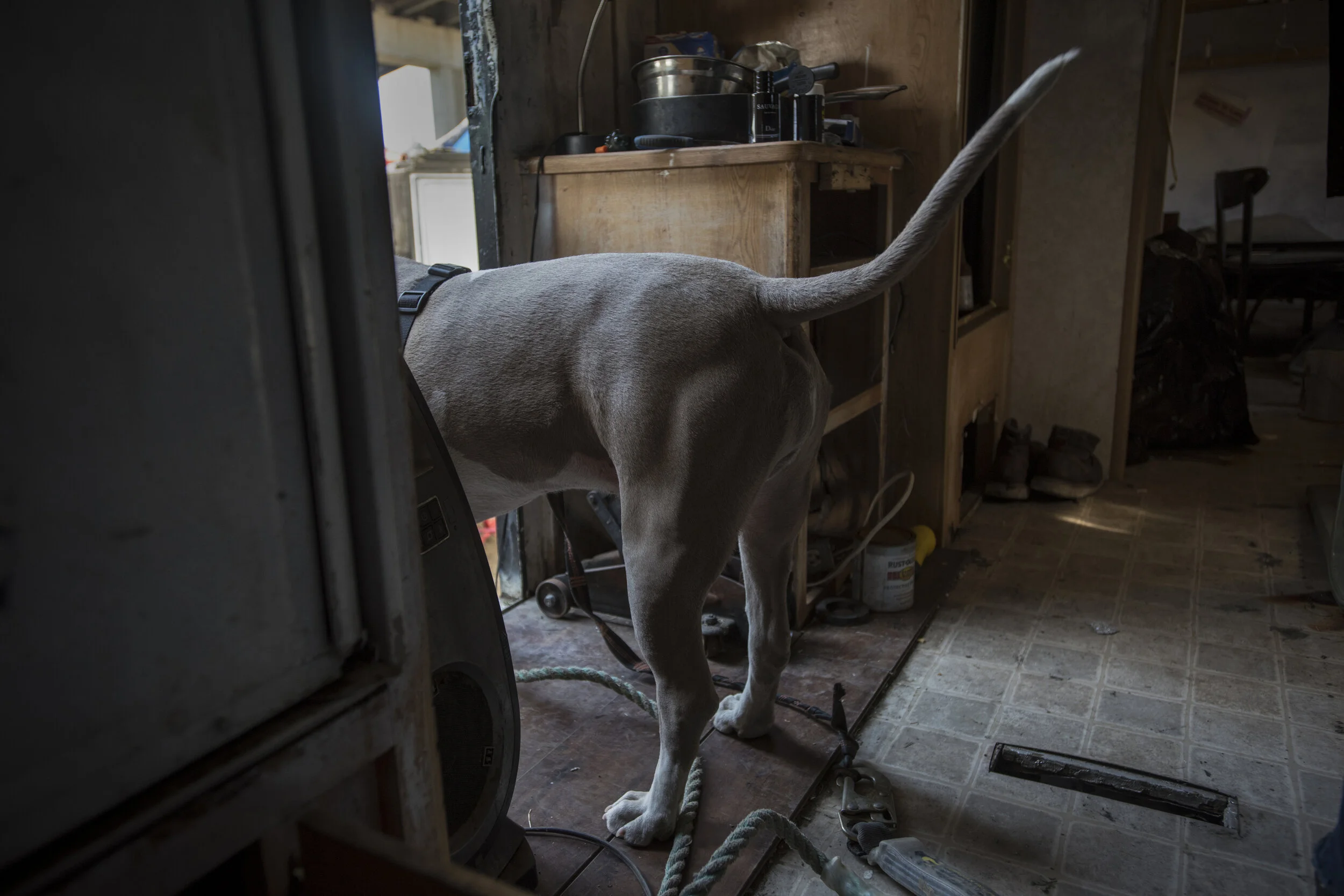  Oakland, California, USA.  For many unhoused people, dogs offer both companionship and security 
