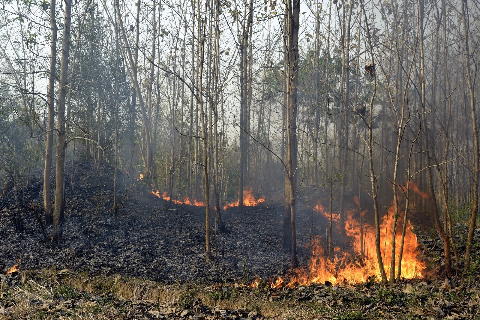  Nagaland, India.  Slash-and-burn agriculture, clearing away forest growth (for  National Geographic ) 