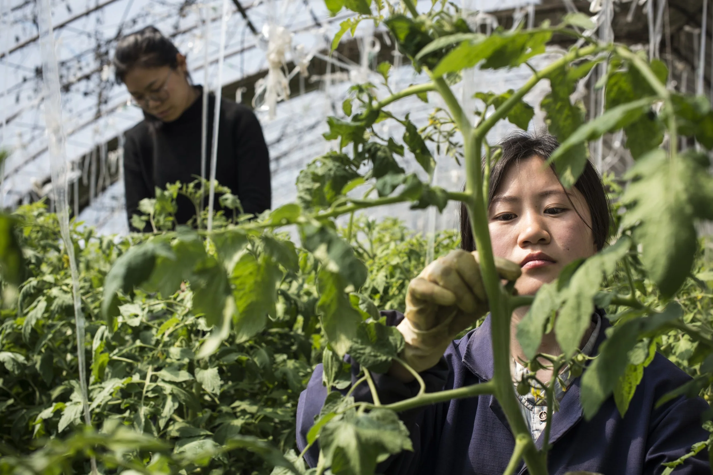  National Geographic.  Organic farm.  Beijing, China 