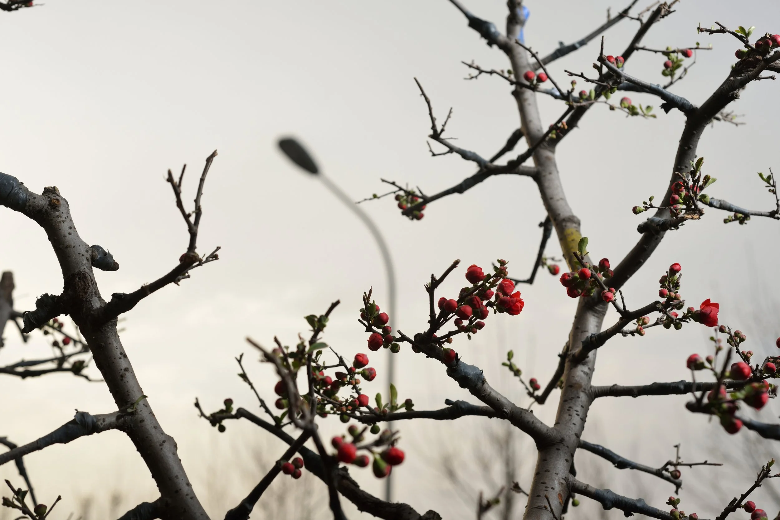  Outskirts.  Grafted tree branches.  Beijing, China 