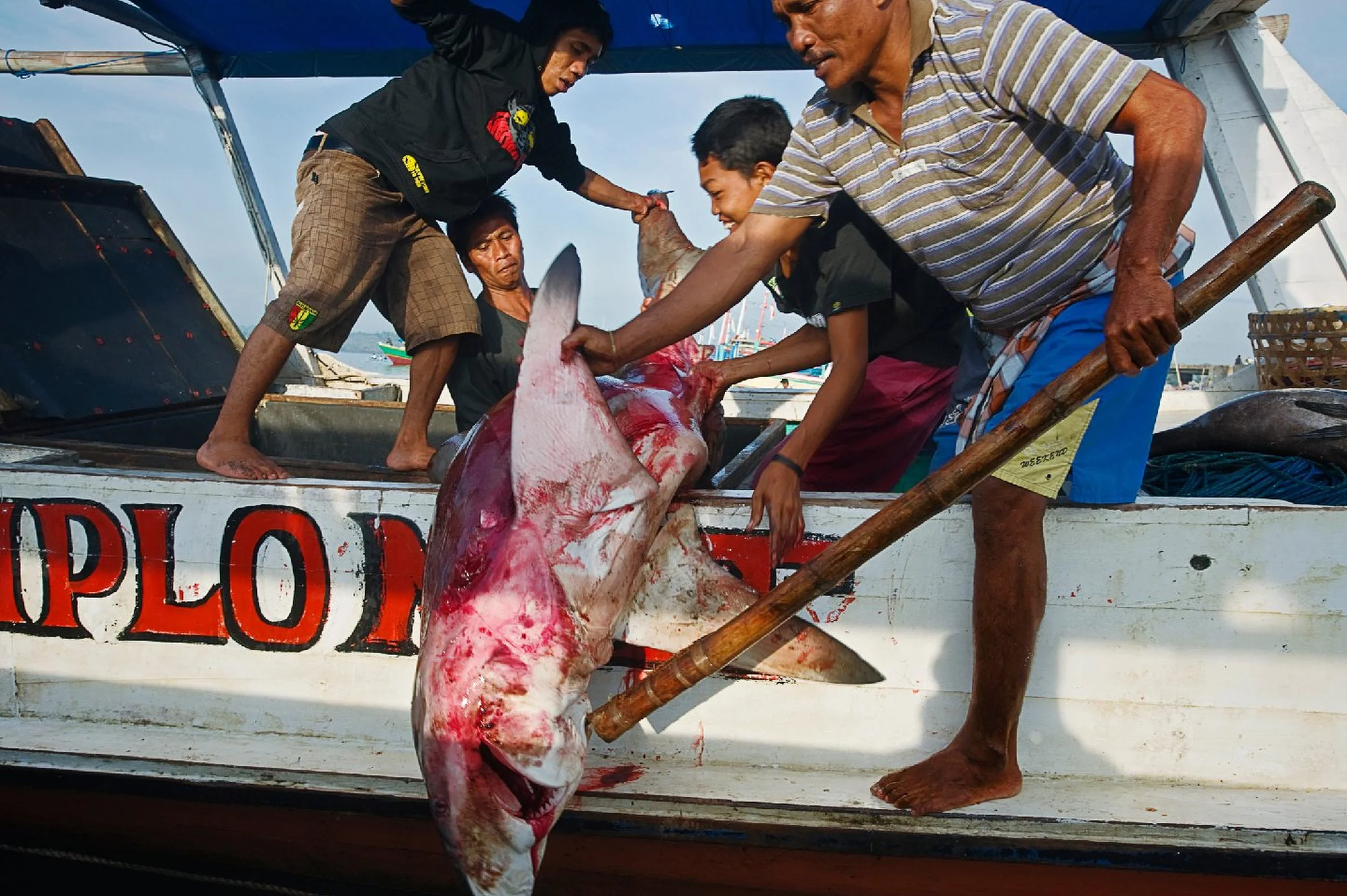   Asia’s Wildlife Trade.  Lombok, 2008. At the morning fish market on the east side of Lombok Island, boats carrying sharks unload in the morning and porters carry them on poles to the selling area. About 2/3 of the value is in the fins, which go to 