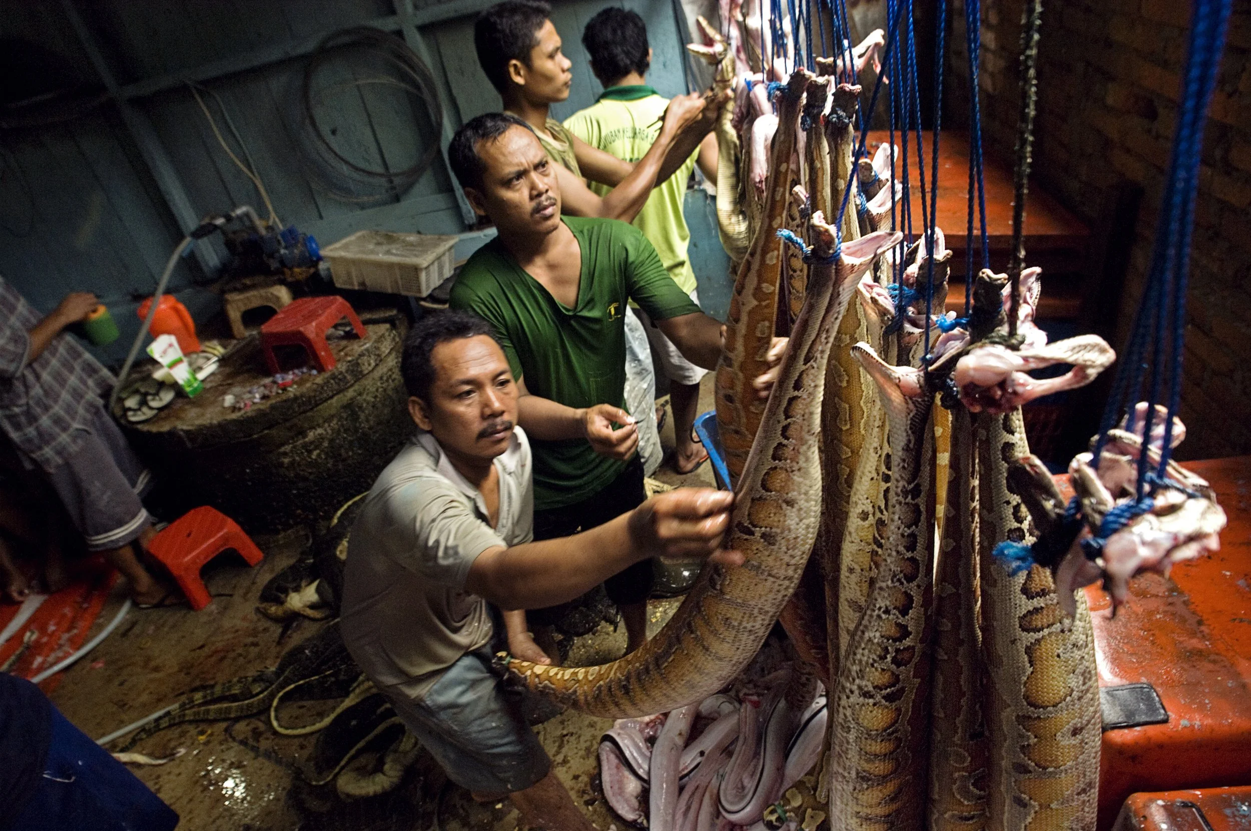   Asia’s Wildlife Trade: High demand for traditional medicines, exotic pets, and culinary delicacies drives a multibillion-dollar commerce—legal and illegal—that is emptying forests, fields, and seas. Across the region, we see the scale of the trade: