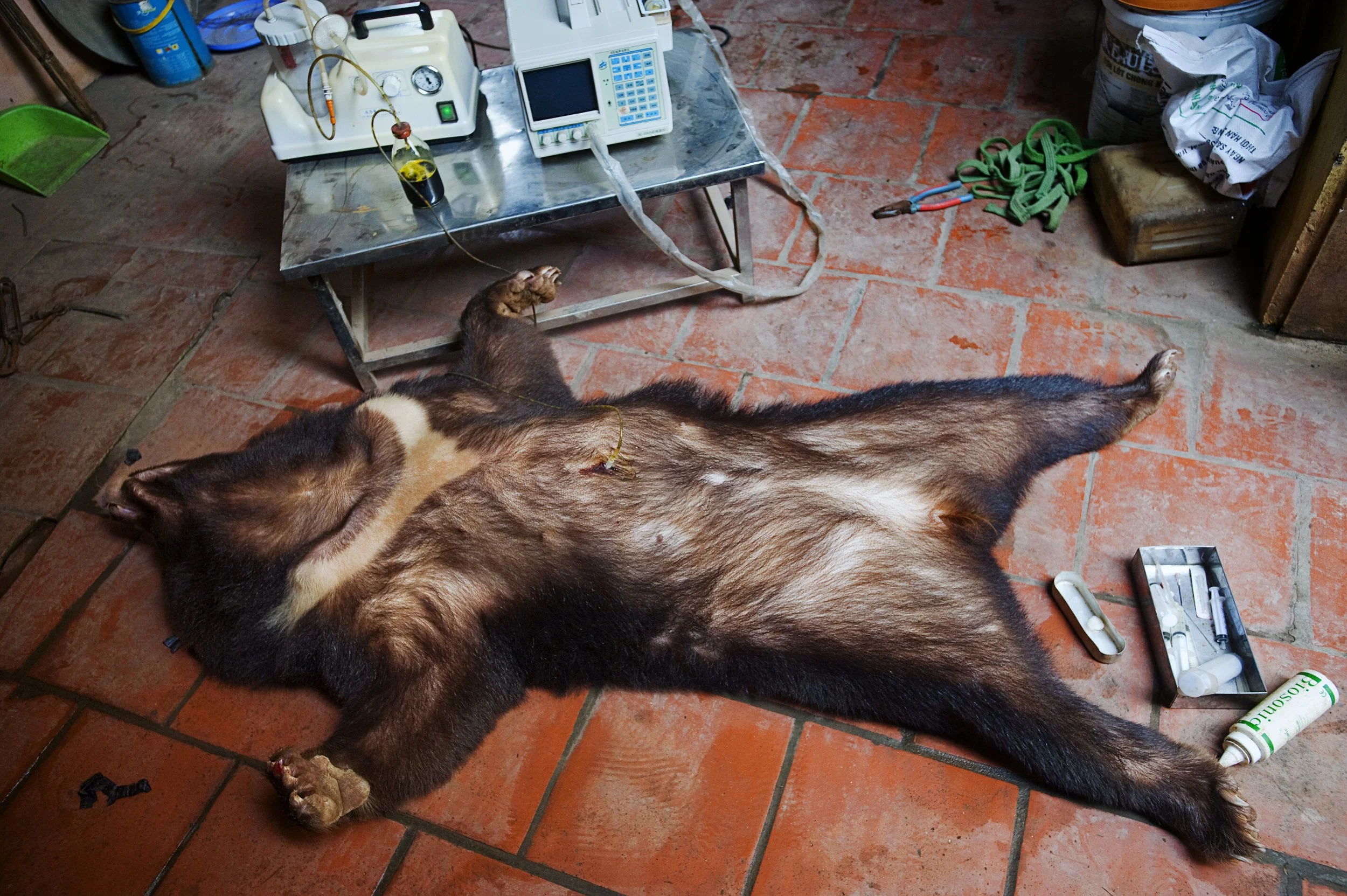   Asia’s Wildlife Trade.  Hanoi, Vietnam, 2008. A sedated moon bear has bile extracted from its gall bladder. The bile which is supposed to be good for liver disease and male virility. This process takes 10-20 minutes. Then the bear is returned to it