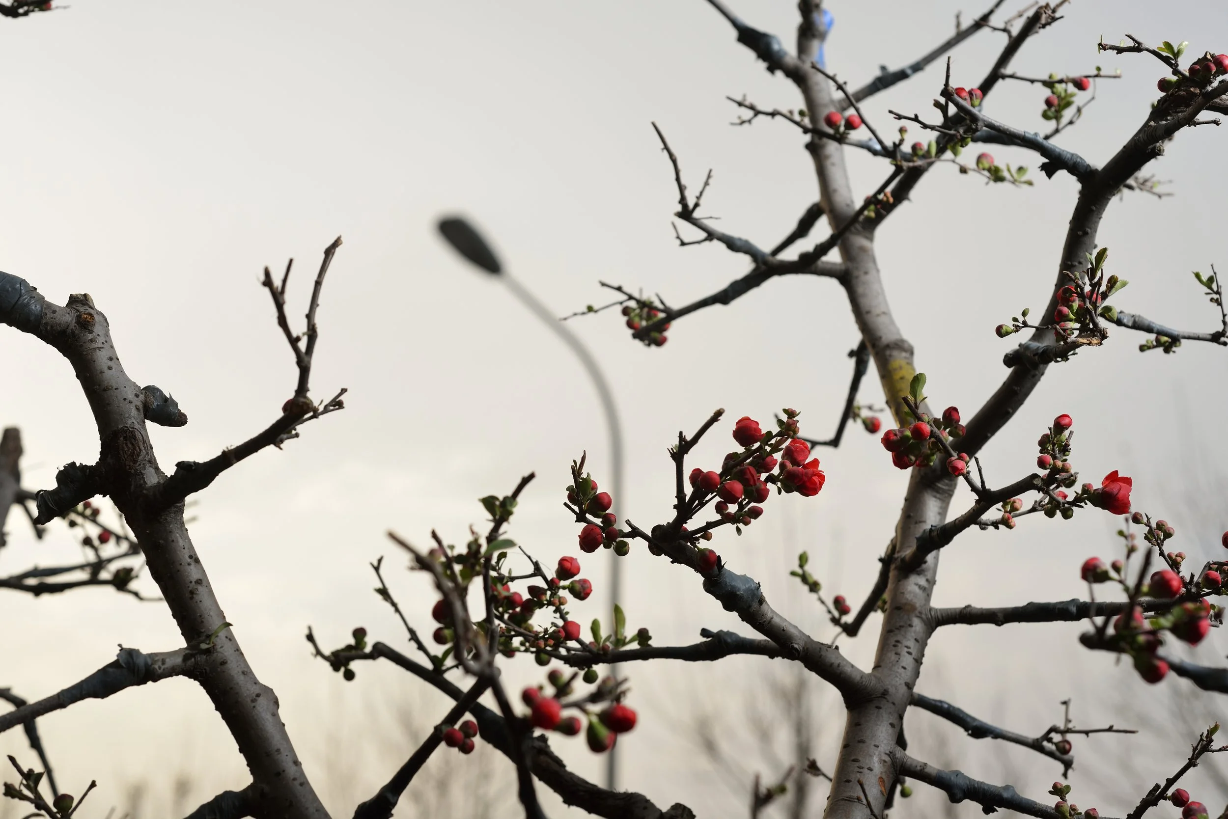   Outskirts.&nbsp; Personal project looking at human encroachment and intervention in the world   Beijing, China, 2013. Grafted tree branches 