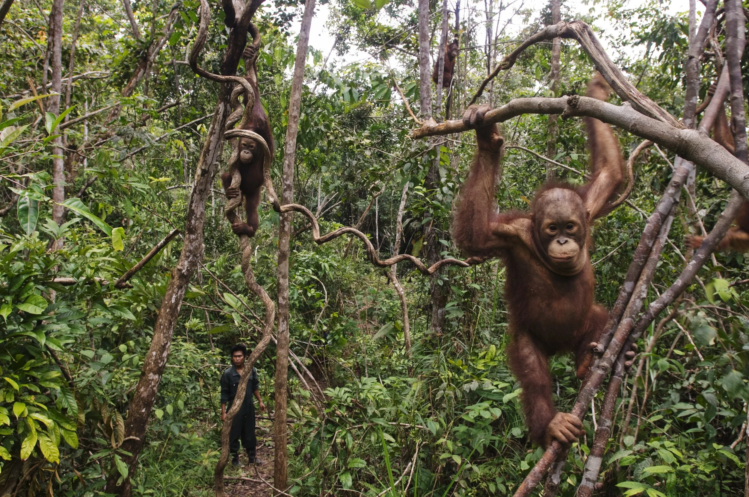   Asia’s Wildlife Trade.  Kalimantan, Indonesia, 2008. The Borneo Orangutan Survival Foundation runs rehabilitation facilities for orphan orangutans in hopes of returning the primates to the wild. Among activities are "forest school," where human tec