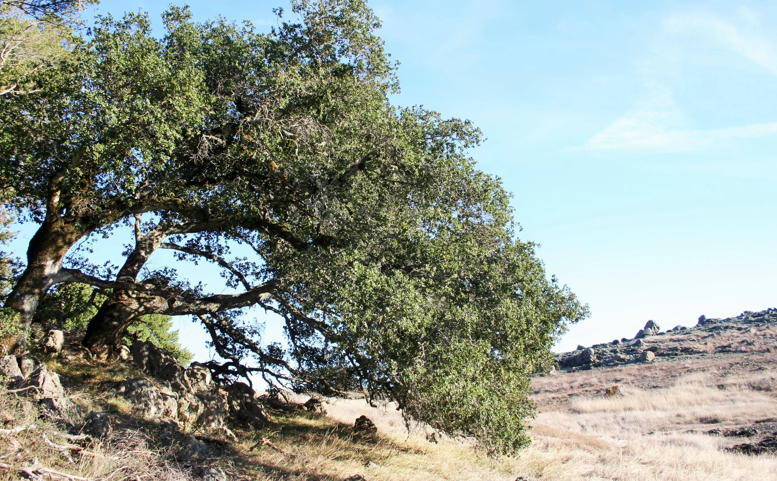 Happy Texas Arbor Day, y'all!