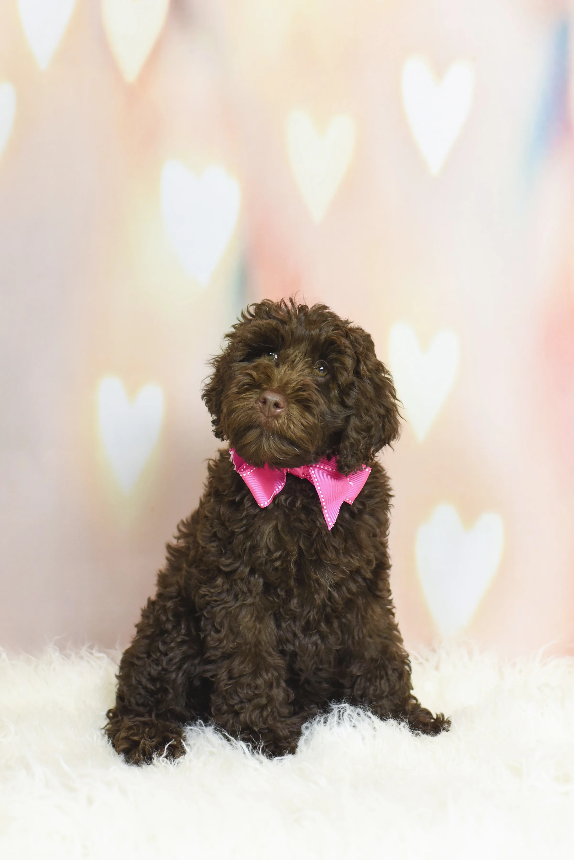 2018-0210_Dexter's Deli 44.jpg