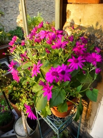 First day since last summer that the sun has set on my north facing outdoor space! The light is amazing.