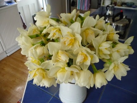 Vintage English enamel container crammed with daffodills