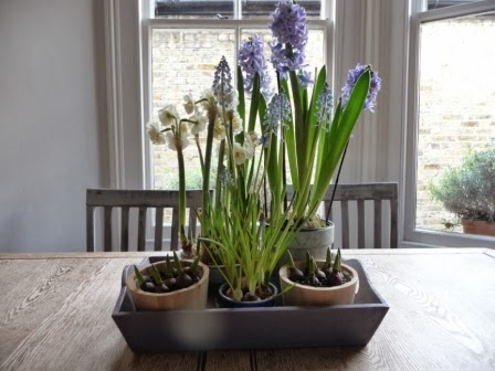 These bulbs on the kitchen table (in an earlier blog) are doing well after two weeks!