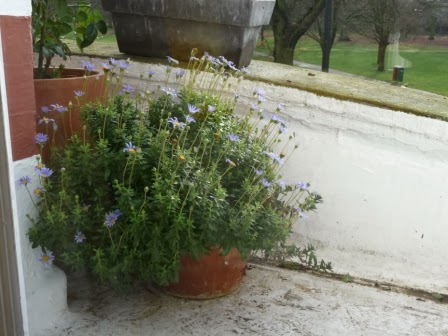 These gorgeous Blue Daisies (Felicia amelloides 'Variegata') have flowered all winter and are so pretty in this pot just outside the French door in the sitting room.