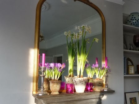 The crocuses and cheers are in full bloom