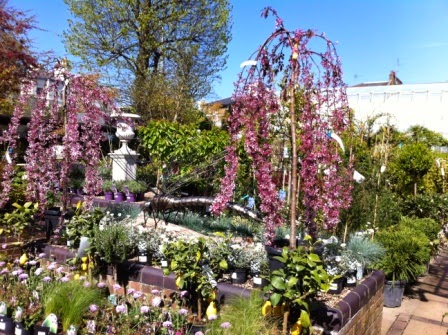 Clifton Nurseries