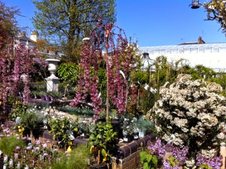 Clifton Nurseries
