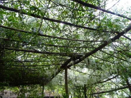 The canopy of white wisteria in one of the outdoor seating areas