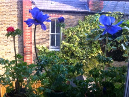 The three anemone plants on my kitchen window ledge which have been flowering continuously for six weeks
