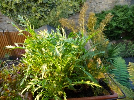 I can't believe my rocket and fennel are already so prolific and it's only 1 April!