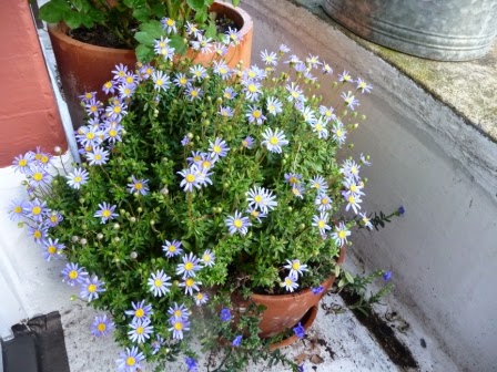 The front of my property (south facing) and my favourite blue daisy is a mass of flowers.