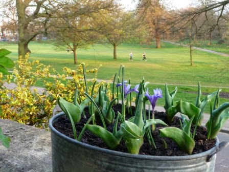 A tub of irises and tulips at the front