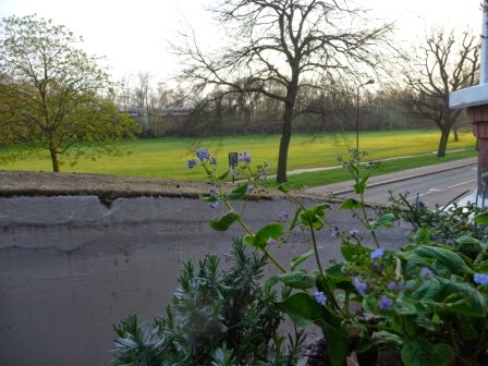 My borage plants at the front of the property overlooking the Common