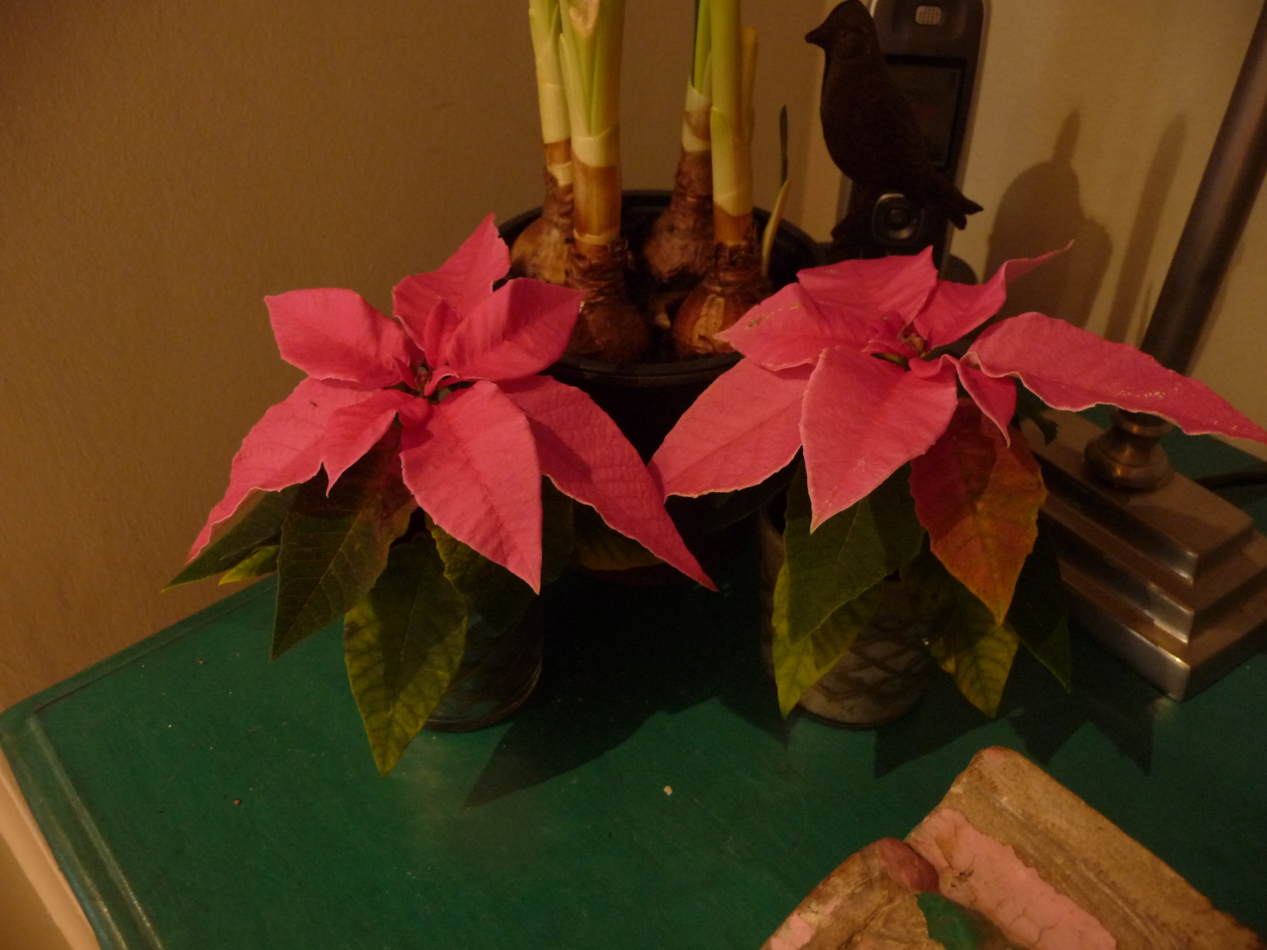  Tiny miniature&nbsp;pink poinsettia plants&nbsp;add a splash of colour 