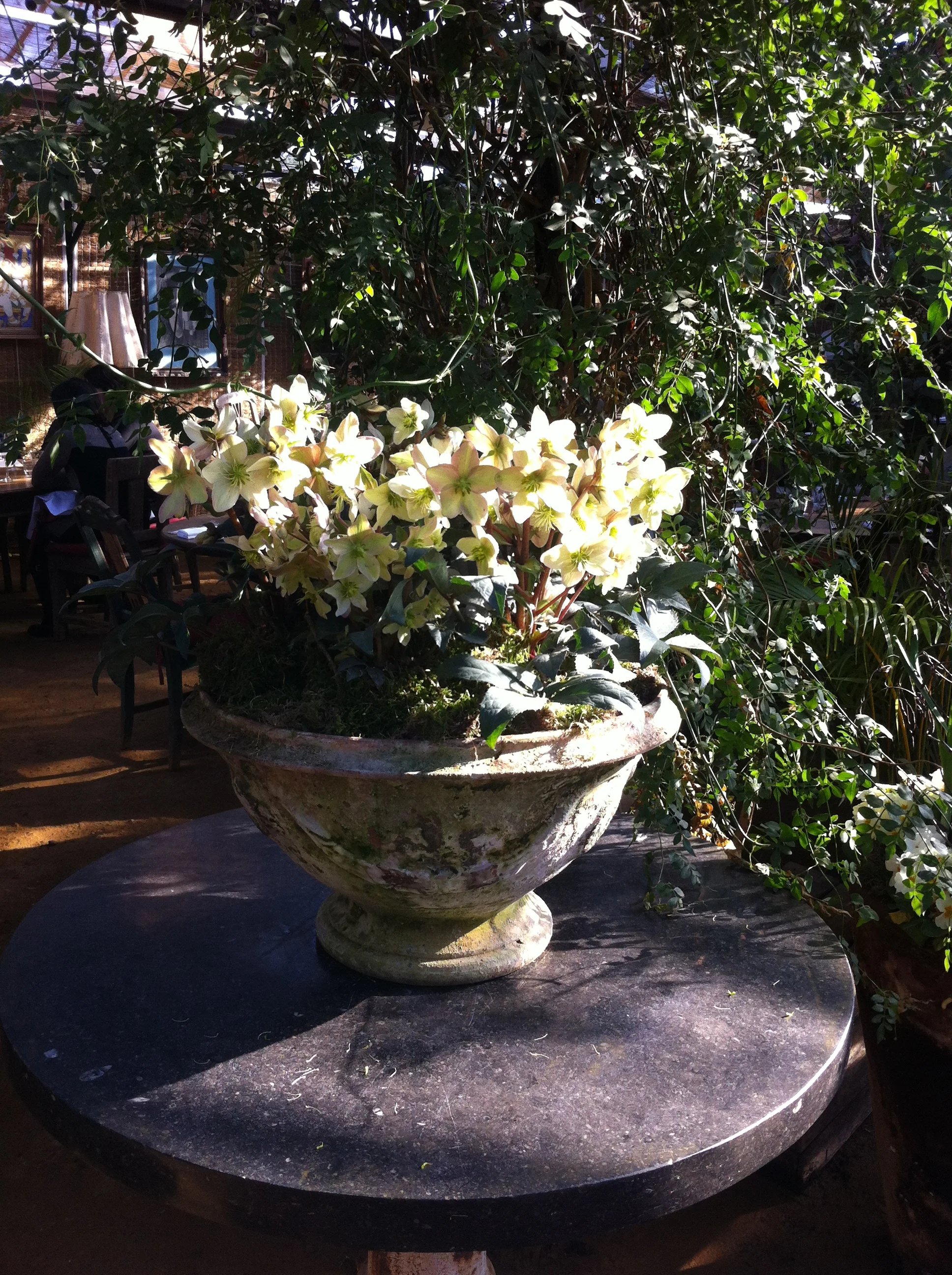 Find your style at Petersham Nurseries
