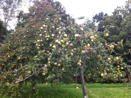 sissinghurst-orchard.1.jpeg