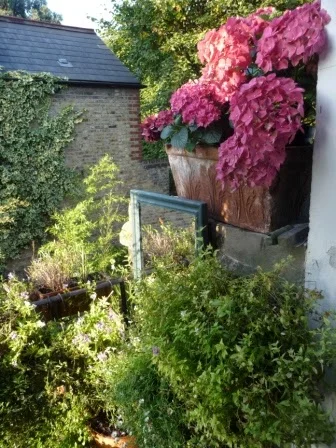 Autumnal magic in my three square feet