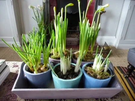 Fun with Annie Sloan paint